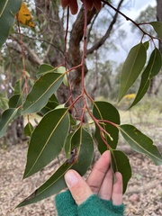 Corymbia calophylla