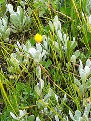 Chrysocephalum apiculatum