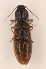 Acteniceromorphus sagiticollis