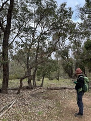 Corymbia calophylla