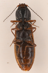 Acteniceromorphus sagiticollis