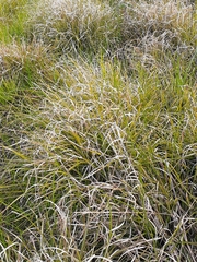 Themeda triandra
