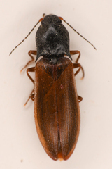 Acteniceromorphus sagiticollis