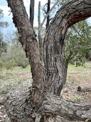 Corymbia calophylla