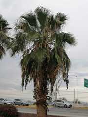 Washingtonia filifera