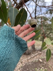 Corymbia calophylla