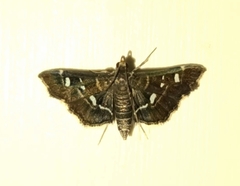 Diathrausta harlequinalis