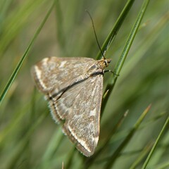 Loxostege munroealis