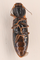 Ctenicera angularis