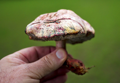 Pulchroboletus rubricitrinus