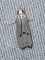 Microcrambus biguttellus
