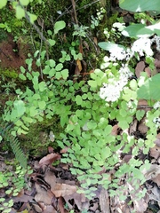Adiantum poiretii