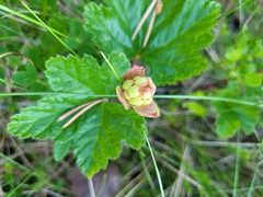 Rubus chamaemorus