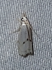 Microcrambus biguttellus
