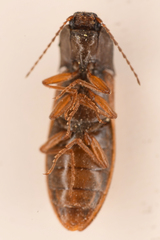 Acteniceromorphus sagiticollis