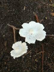 Leucocoprinus cretaceus