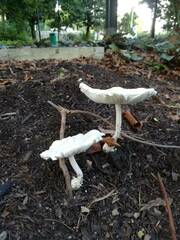 Leucocoprinus cretaceus