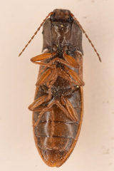 Acteniceromorphus sagiticollis