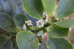 Ilex anomala