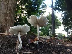 Leucocoprinus cretaceus