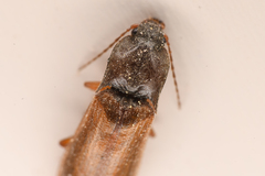 Acteniceromorphus sagiticollis