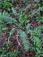 Asplenium scleroprium
