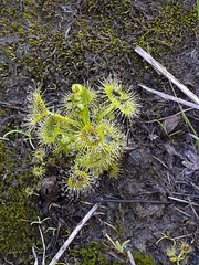 Drosera