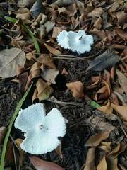 Leucocoprinus cretaceus