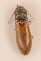 Acteniceromorphus sagiticollis