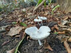 Leucocoprinus cretaceus