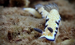 Hypselodoris imperialis