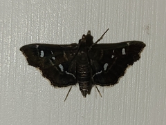Diathrausta harlequinalis