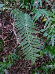 Asplenium scleroprium