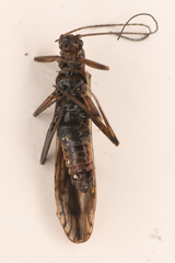 Plecoptera