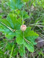 Rubus chamaemorus