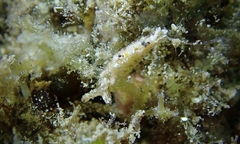 Elysia degeneri