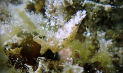 Elysia degeneri