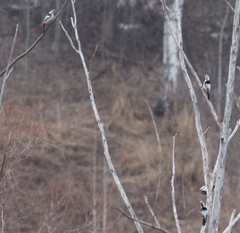 Dendrocopos leucotos