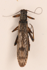 Plecoptera