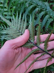 Asplenium scleroprium