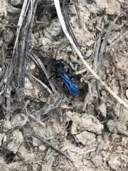 Pompilidae