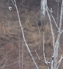 Dendrocopos leucotos
