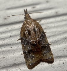 Platynota flavedana