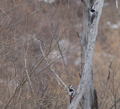 Dendrocopos leucotos