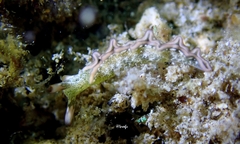 Thuridilla carlsoni