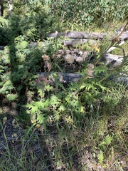 Lactuca serriola