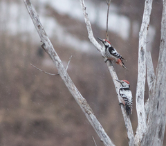 Dendrocopos leucotos