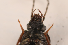 Phlaeopterus
