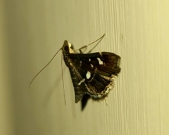 Diathrausta harlequinalis