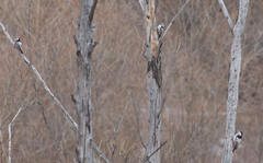 Dendrocopos leucotos